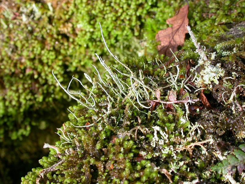 Wistman's Wood Moss and Lichen 6.jpg